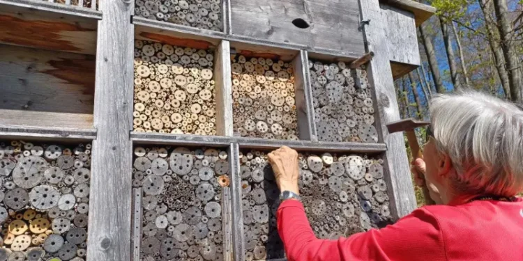 Workshop «Unterhalt Insektenhotel» in Oey-Diemtigen