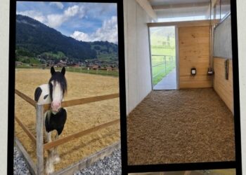 Freie Pferdebox auf dem Zaelghof in Blankenburg