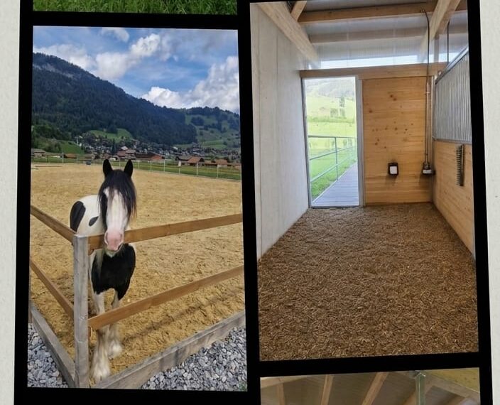 Freie Pferdebox auf dem Zaelghof in Blankenburg