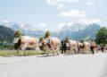 Alpkultur-Sommer an der Lenk: Traditionen, Brauchtum und Naturerlebnisse im Simmental