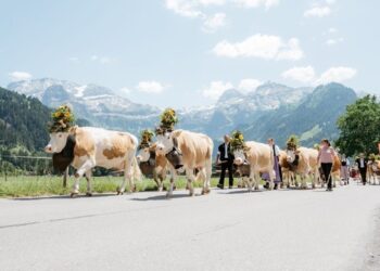 Alpkultur-Sommer an der Lenk: Traditionen, Brauchtum und Naturerlebnisse im Simmental