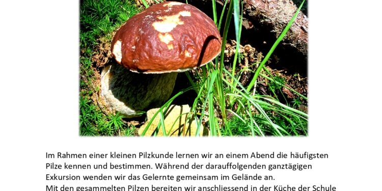 Pilze entdecken, bestimmen und geniessen